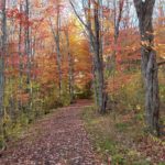 visual image of a trail in the woods during autumn with the beautiful fall foliage